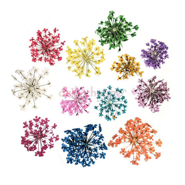 Daily Charme - Pressed Dry Natural Flower Set - Lace Flowers