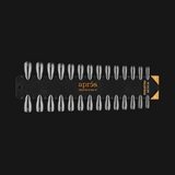 Apres - Gel-X Tip Swatch: Natural/Sculpted Stiletto Medium