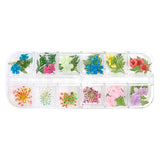 Daily Charme - Pressed Dry Natural Flower & Leaf Set - Dainty
